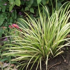 Acorus Gramineus Variegata - Jonc Japonais Panaché