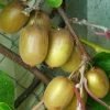 Kiwi Hayward (femelle) - Actinidia Deliciosa