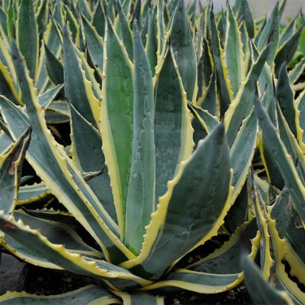 Agave Americana Variegata - Agave D'Amérique 1 Agave Americana Variegata - Agave D'Amérique