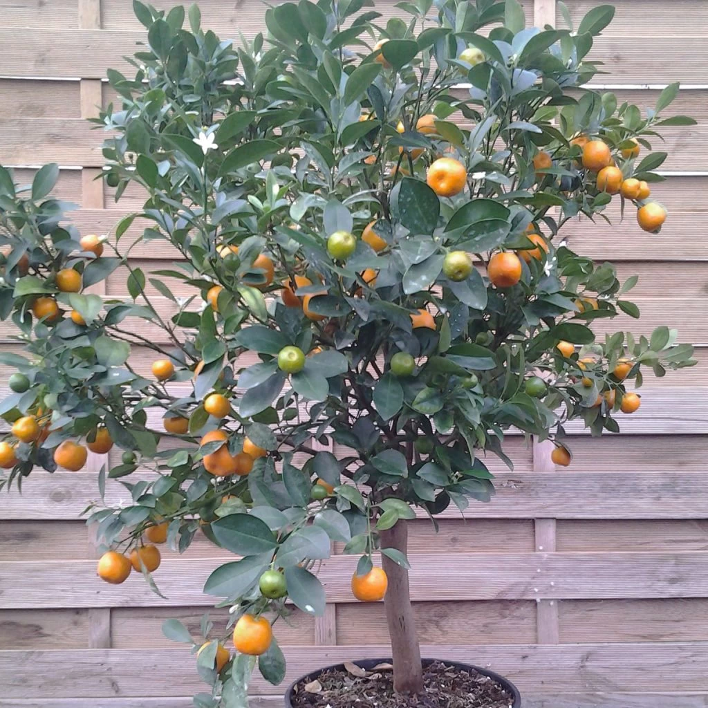 Calamondin - Citrus Madurensis (mitis) 1 Calamondin - Citrus Madurensis (mitis)