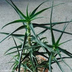 Aloe Striatula - Aloès Arbustif