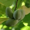 Asimina Triloba Shenandoah - Asiminier, Pawpaw