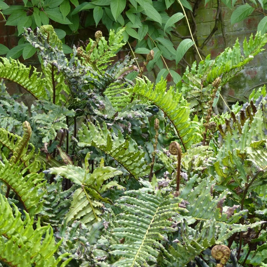 Blechnum Chilense 1 Blechnum Chilense
