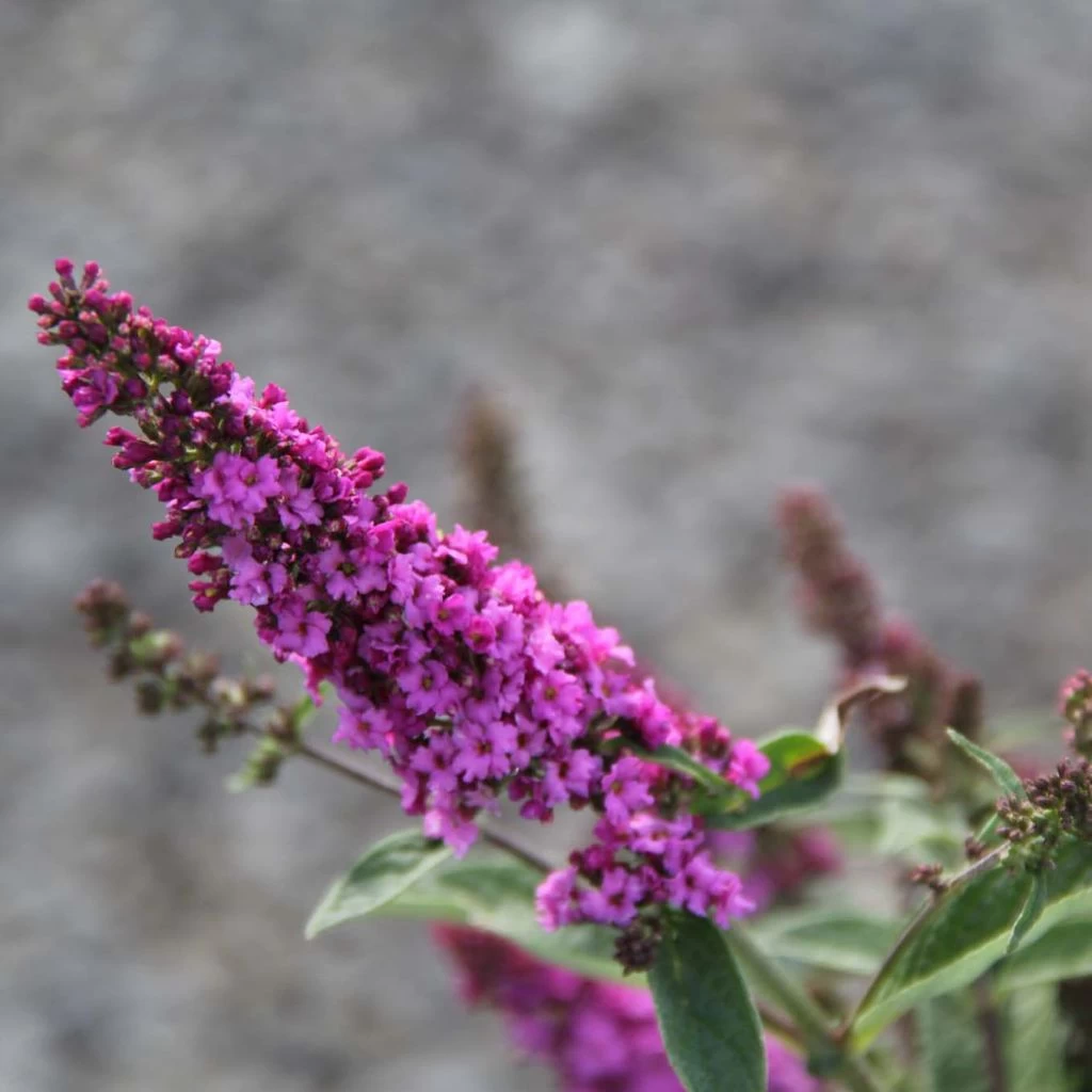 Buddleja Pink Micro Chip - Arbre Aux Papillons Nain 1 Buddleja Pink Micro Chip - Arbre Aux Papillons Nain
