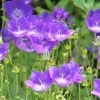 Campanule Carpatica Clips Bleue - Campanule Des Carpates