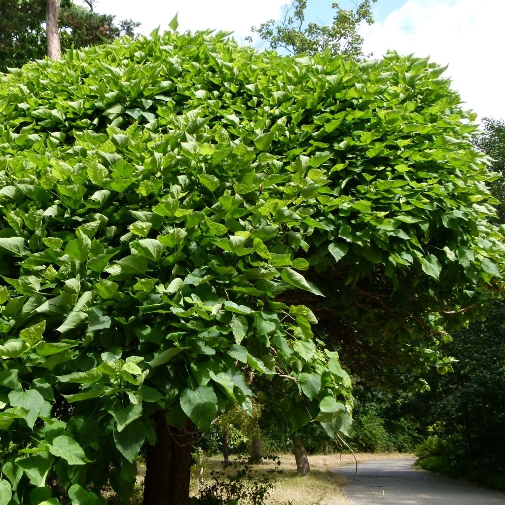 Catalpa Bignonioides Nana - Catalpa Boule 1 Catalpa Bignonioides Nana - Catalpa Boule