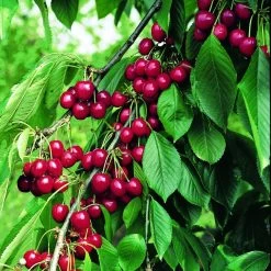 Cerisier Belle Magnifique - Georges Delbard