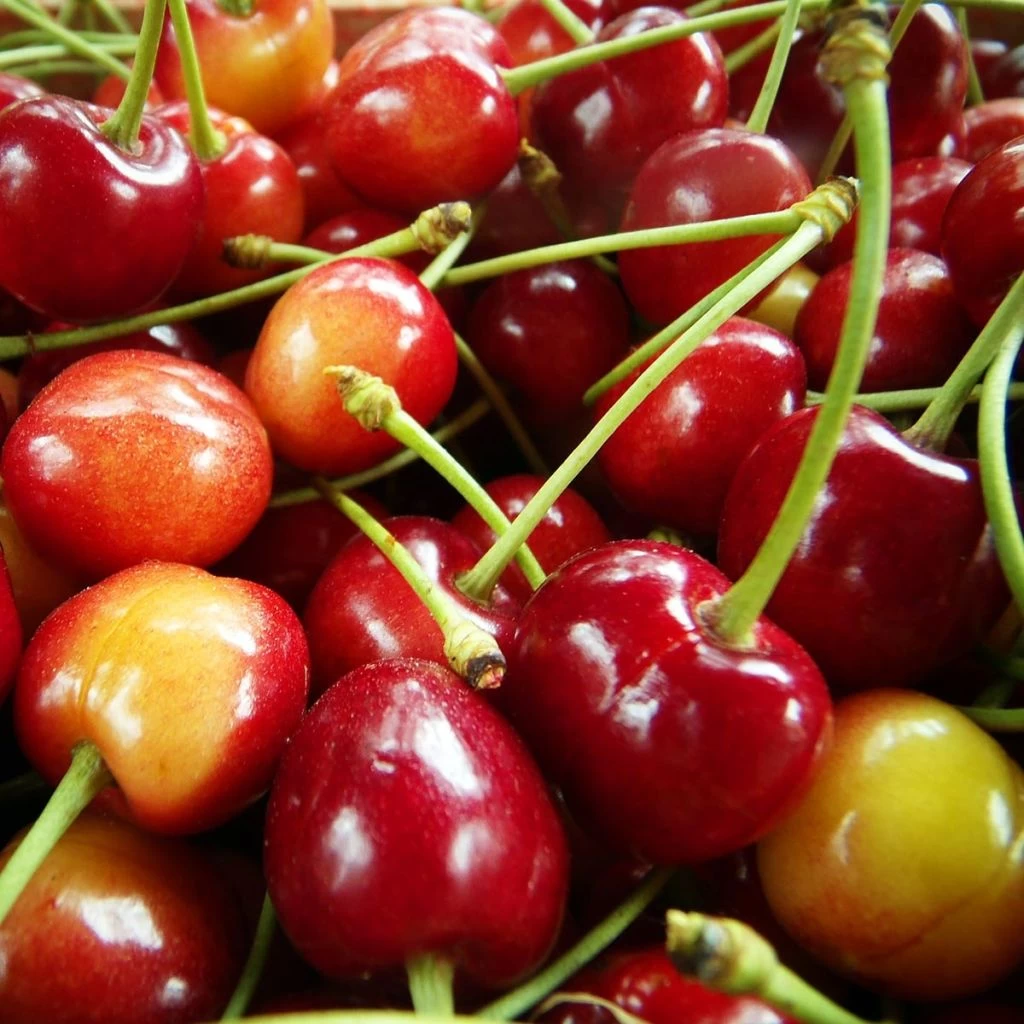 Cerisier Bigarreau Coeur De Pigeon 1 Cerisier Bigarreau Coeur De Pigeon