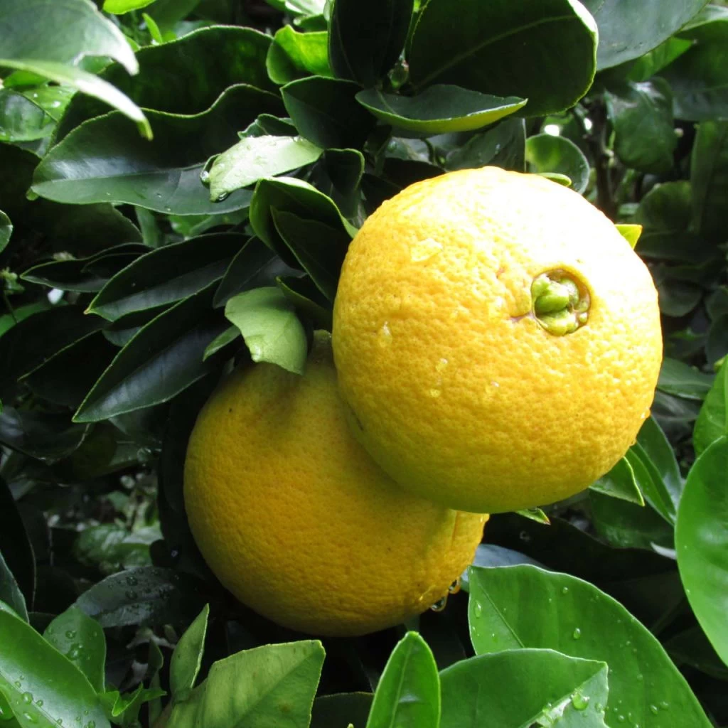 Oranger - Citrus Sinensis Washington Navel 1 Oranger - Citrus Sinensis Washington Navel