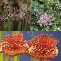 Collection 10 Alliums Etranges
