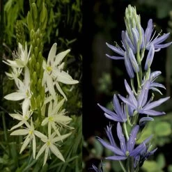 Collection 8 Camassias Blanc Et Bleu