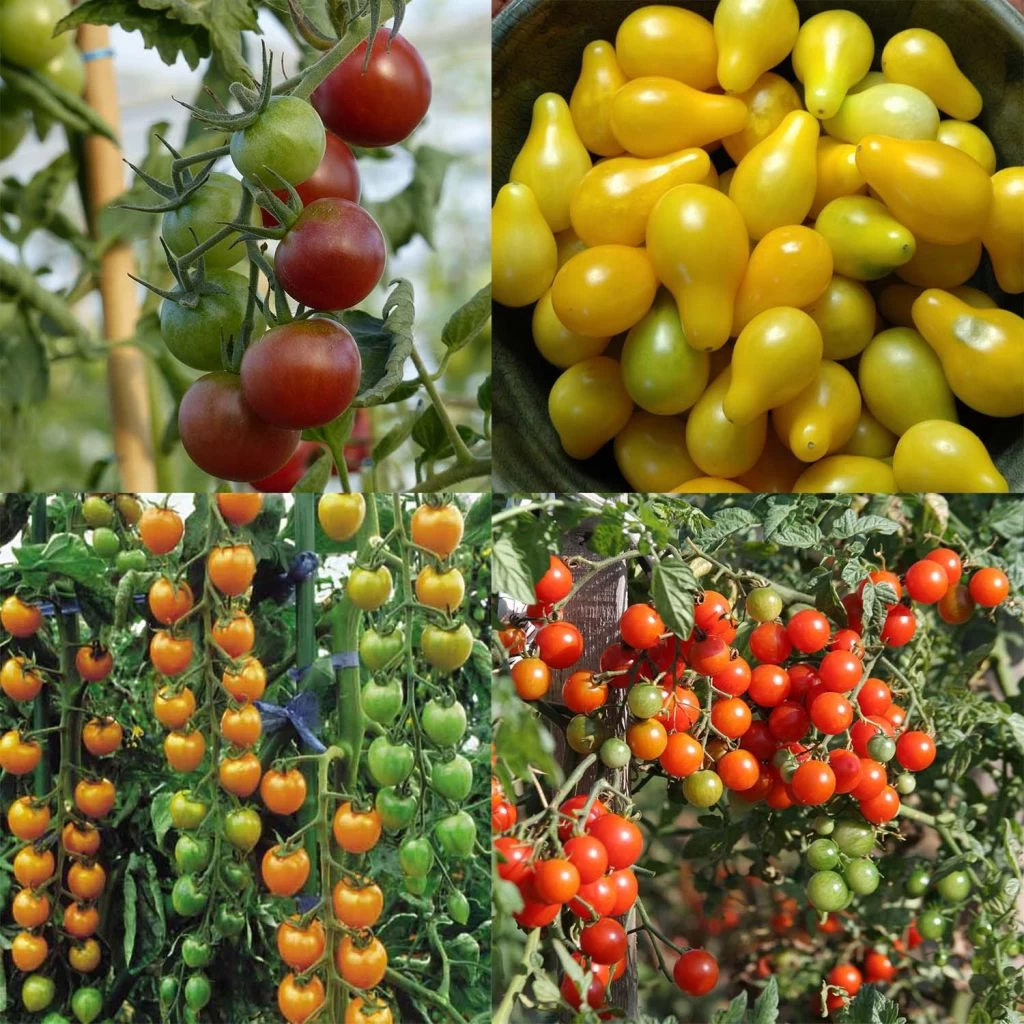 Collection De 4 Tomates Apéritif - Tomate-cerise Et Cocktail 1 Collection De 4 Tomates Apéritif - Tomate-cerise Et Cocktail