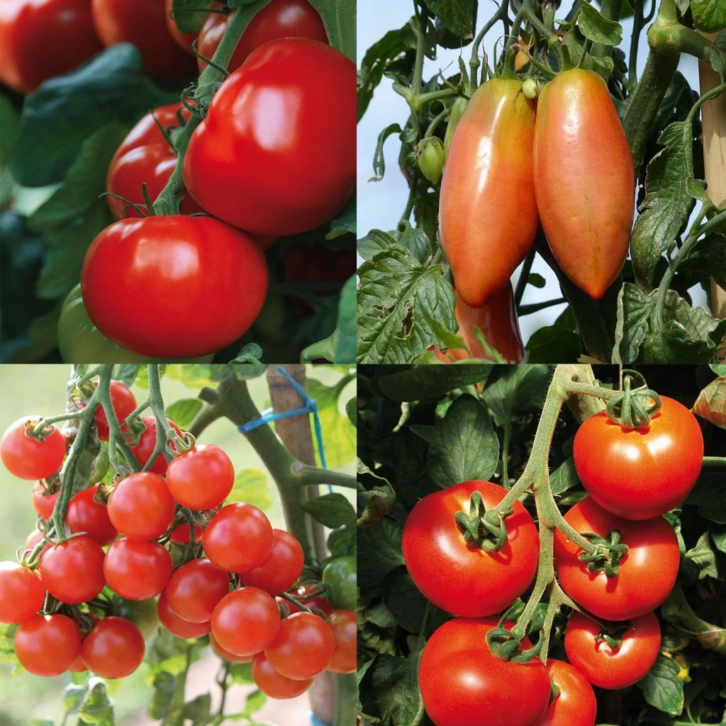 Collection De 4 Tomates Hybrides F1 1 Collection De 4 Tomates Hybrides F1