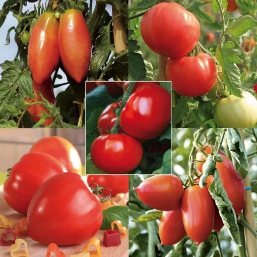Collection De 5 Tomates En Plants GREFFES -Jardin Parfait Collection de 5 tomates en plants greffes 4046 1 1