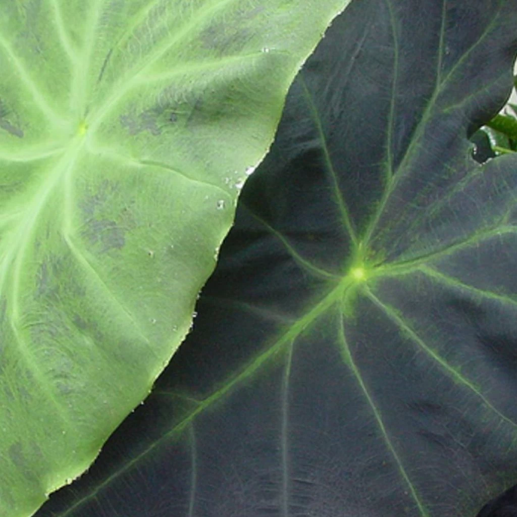 Colocasia Dragon Heart Giant - Oreille D'éléphant 1 Colocasia Dragon Heart Giant - Oreille D'éléphant
