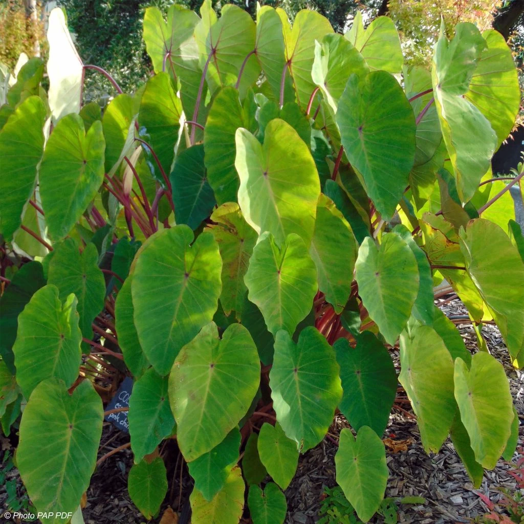 Colocasia Pink China - Oreille D'Eléphant 1 Colocasia Pink China - Oreille D'Eléphant