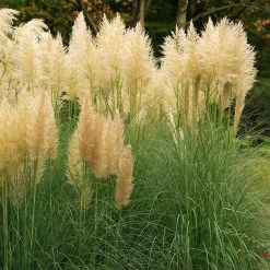 Cortaderia Selloana Mini Pampas Gold - Herbe De La Pampa