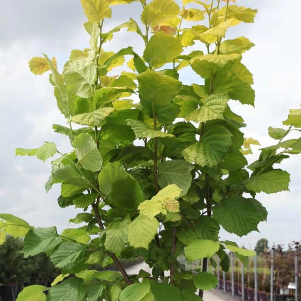 Corylus Avellana Aurea - Noisetier Doré. 1 Corylus Avellana Aurea - Noisetier Doré.