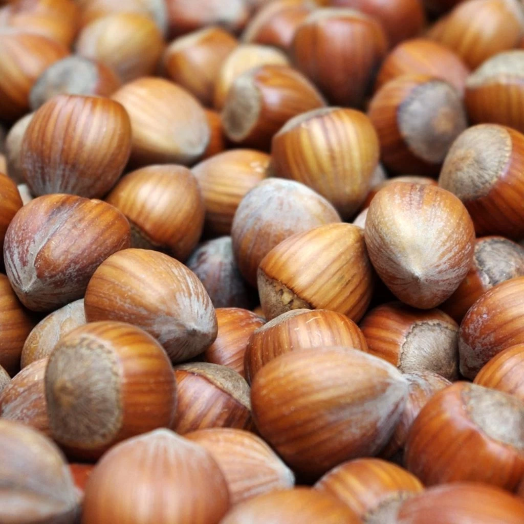 Corylus Avellana Webbs Prize Cobb - Noisetier Commun 1 Corylus Avellana Webbs Prize Cobb - Noisetier Commun