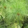 Cyperus Papyrus - Papyrus