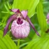 Cypripedium Lucy Pinkepank - Orchidée De Jardin Hybride, Sabot De Vénus