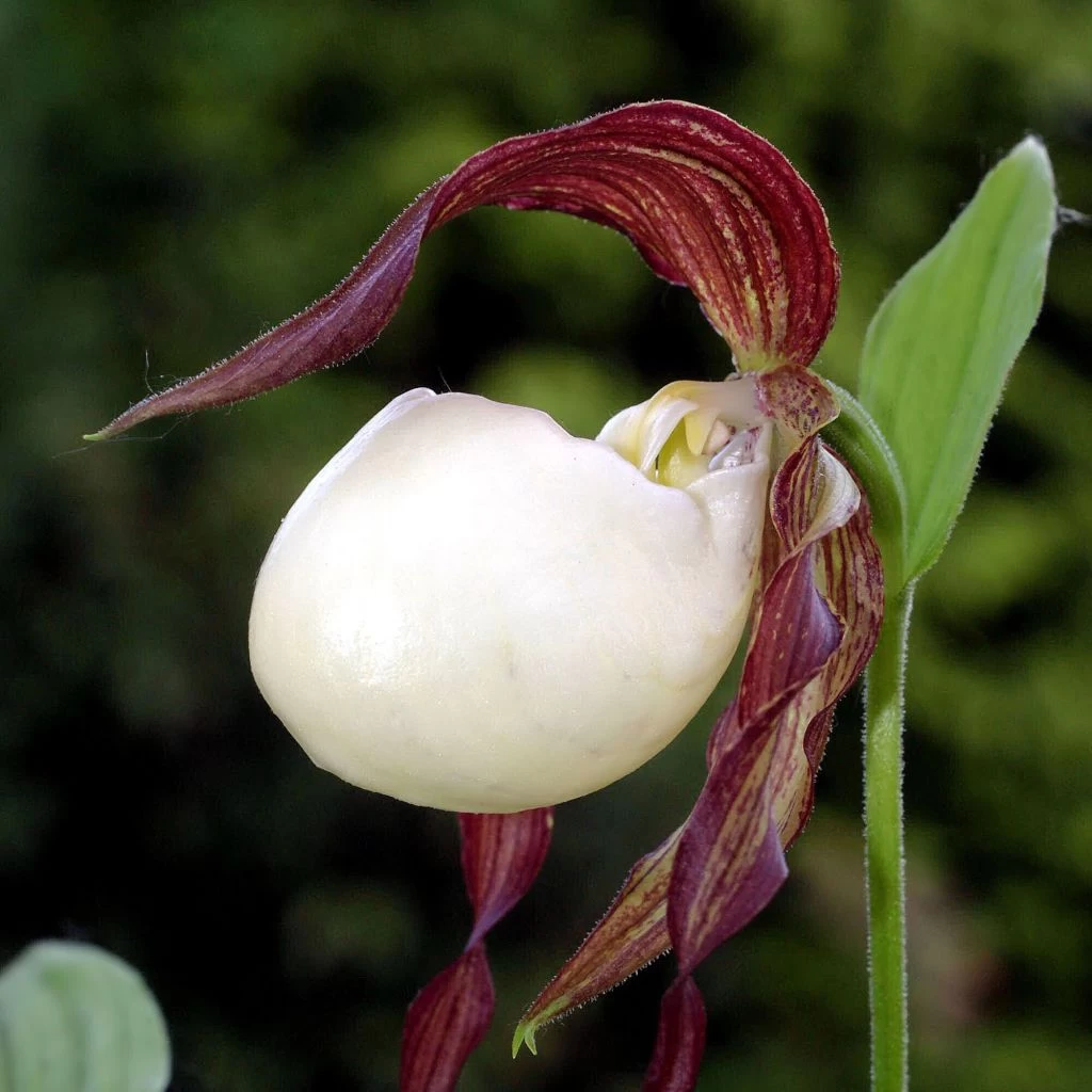 Cypripedium Kentuckiense - Sabot De Vénus Pourpre Et Ivoire 1 Cypripedium Kentuckiense - Sabot De Vénus Pourpre Et Ivoire