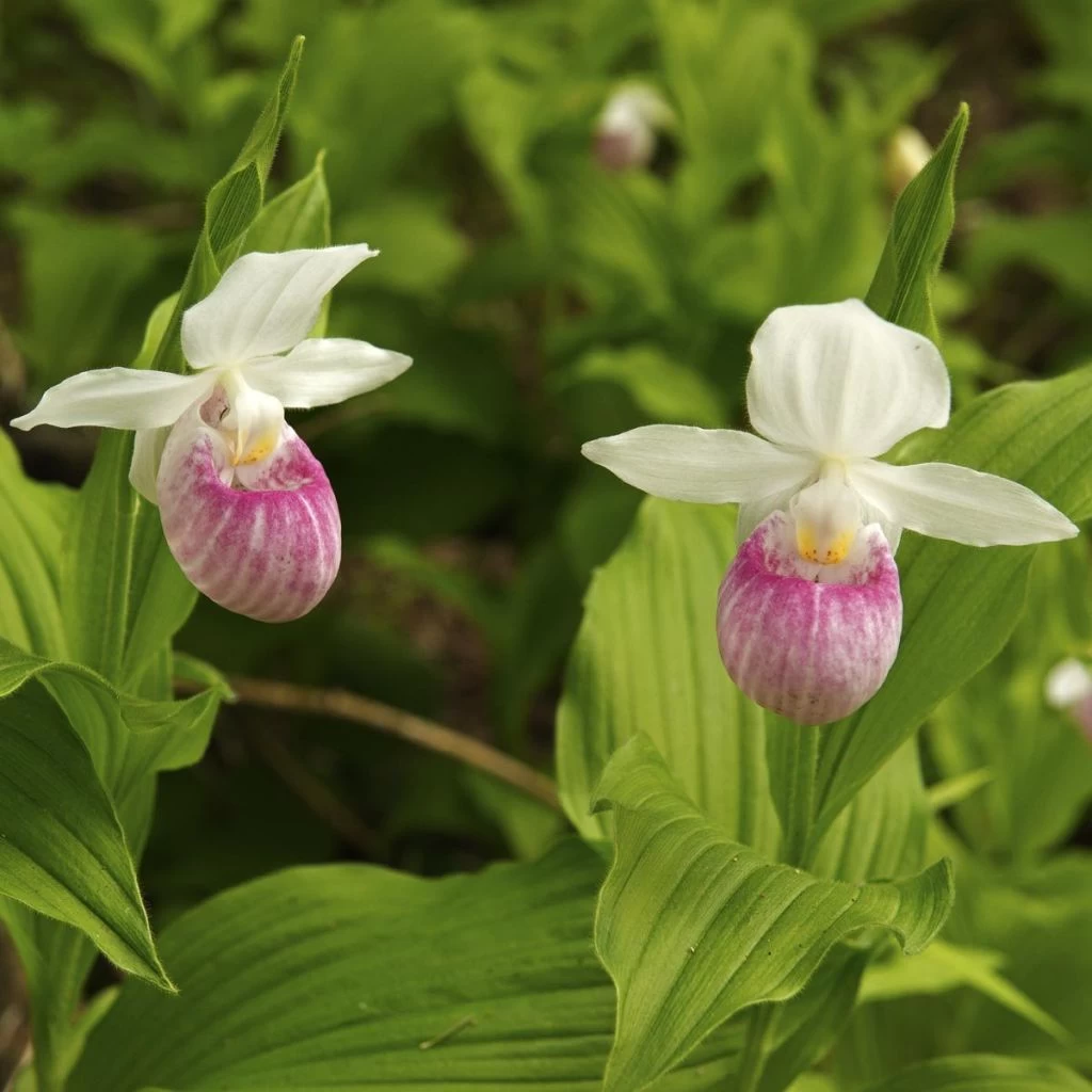 Cypripedium Reginae - Sabot De Venus 1 Cypripedium Reginae - Sabot De Venus