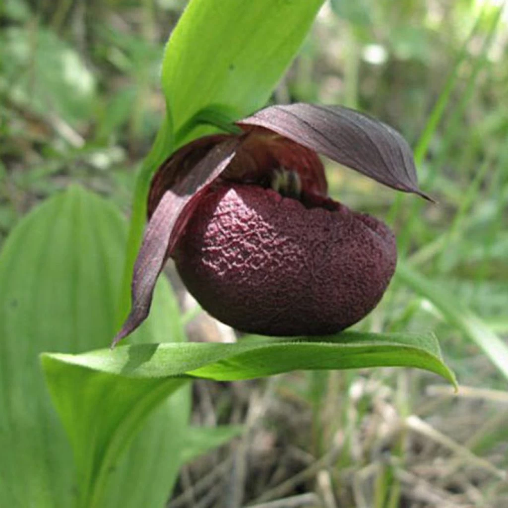 Cypripedium Smithii - Sabot De Vénus Rouge Pourpre 1 Cypripedium Smithii - Sabot De Vénus Rouge Pourpre