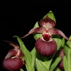Cypripedium Tibeticum - Sabot De Vénus Rouge Pourpre