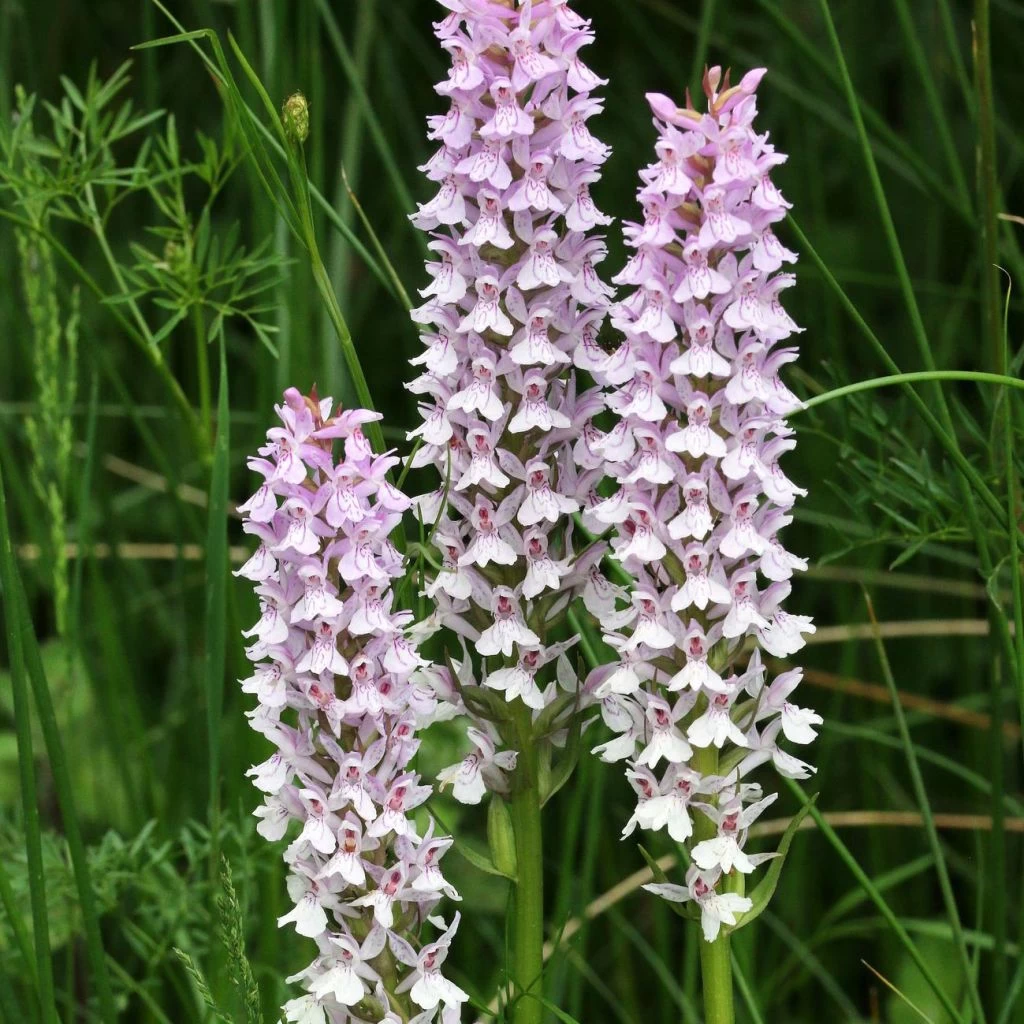 Dactylorhiza Fuchsii - Orchis De Fuchs 1 Dactylorhiza Fuchsii - Orchis De Fuchs