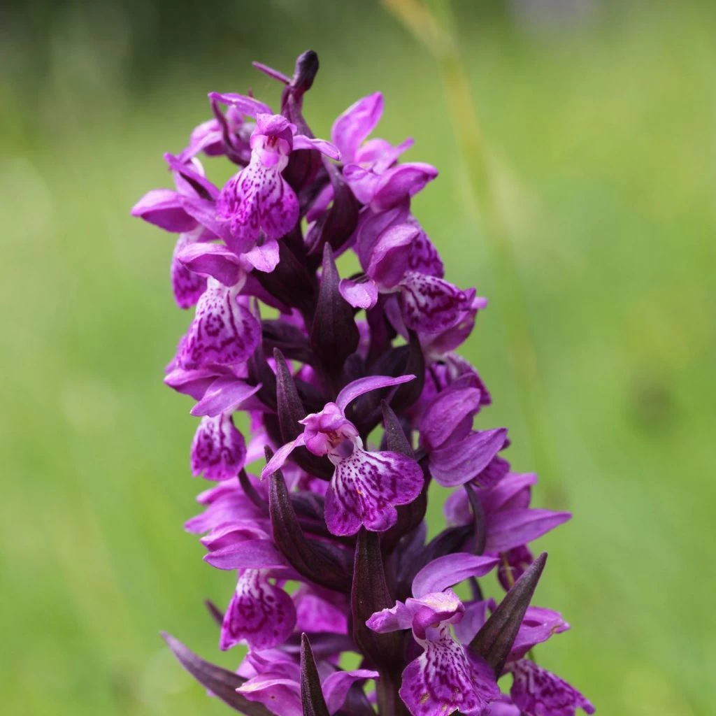 Dactylorhiza Majalis - Orchis De Mai Ou à Feuilles Larges 1 Dactylorhiza Majalis - Orchis De Mai Ou à Feuilles Larges