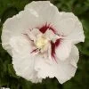 Hibiscus Syriacus French Point - Althéa à Fleurs Doubles