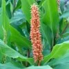 Hedychium Densiflorum Assam Orange - Gingembre D'ornement