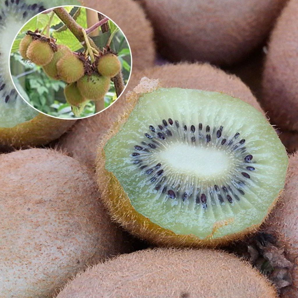 Kiwi Hayward (femelle) Bio 1 Kiwi Hayward (femelle) Bio