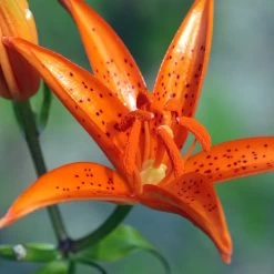 Lis Botanique - Lilium Tsingtauense NU