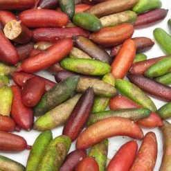 Citron Caviar - Microcitrus Australasica