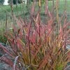Miscanthus Sinensis Purple Fall® - Eulalie, Roseau De Chine