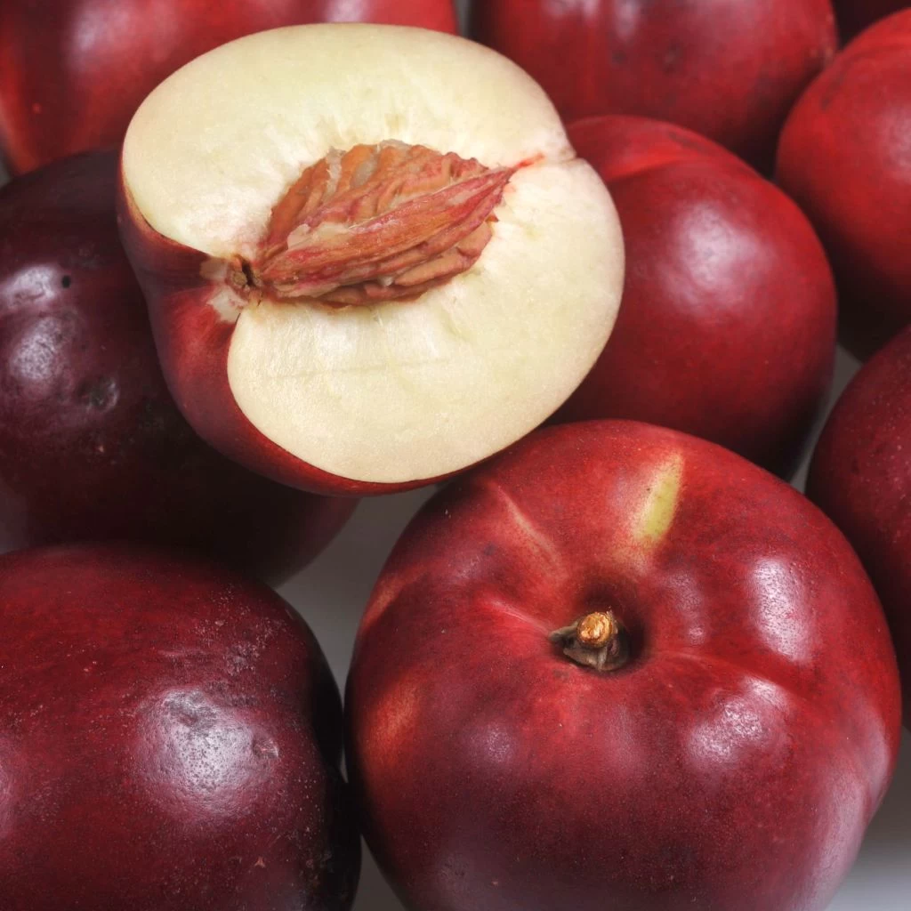 Nectarinier Olympio - Georges Delbard 1 Nectarinier Olympio - Georges Delbard