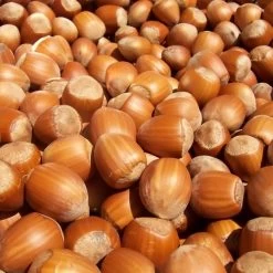 Noisetier Nottingham Frühe Ou Pearson's Prolific