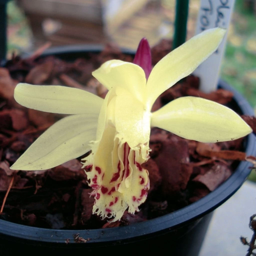 Pleione Forrestii 1 Pleione Forrestii