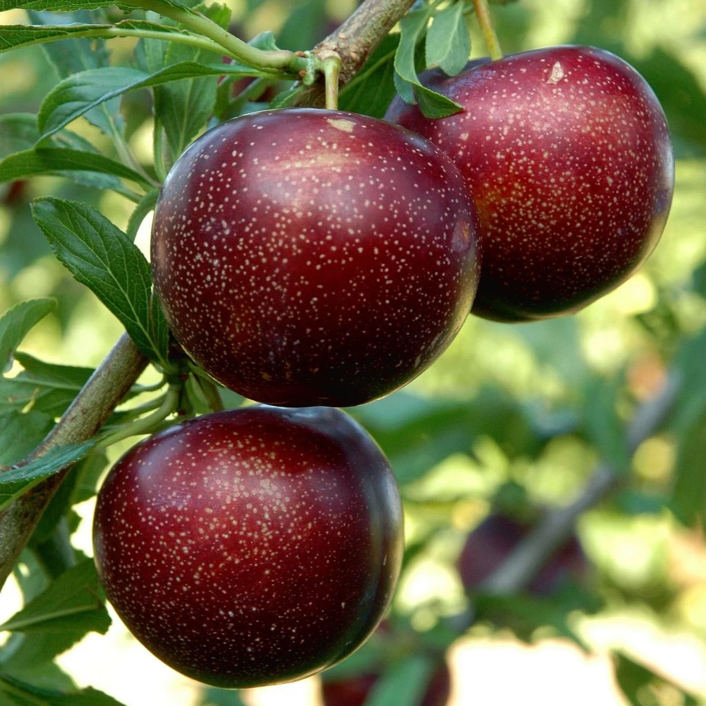 Pluot Purple Candy - Prunus Pluot 1 Pluot Purple Candy - Prunus Pluot