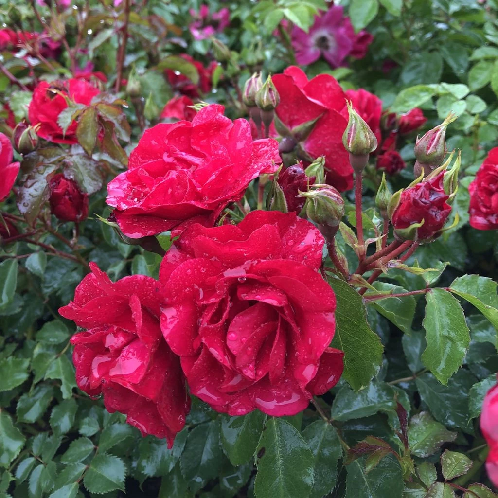 Rosier Couvre-sol Rigo Rotilia 1 Rosier Couvre-sol Rigo Rotilia