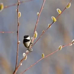 Saule - Salix Acutifolia Blue Streak