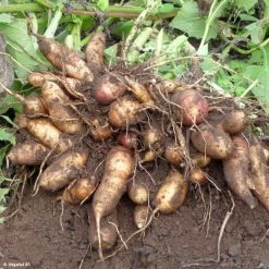 Smallanthus Sonchifolius Red Yacon - Poire De Terre