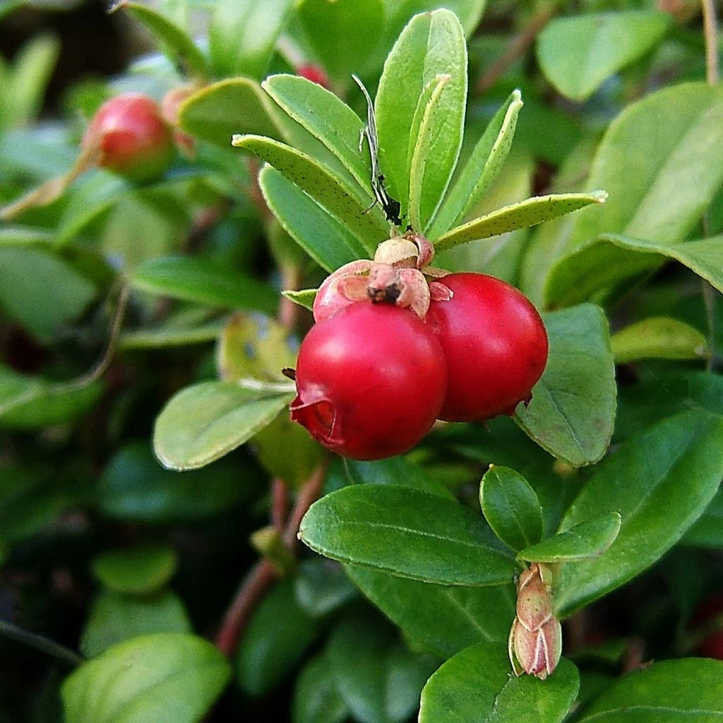 Canneberge - Cranberry - Vaccinium Macrocarpon 1 Canneberge - Cranberry - Vaccinium Macrocarpon