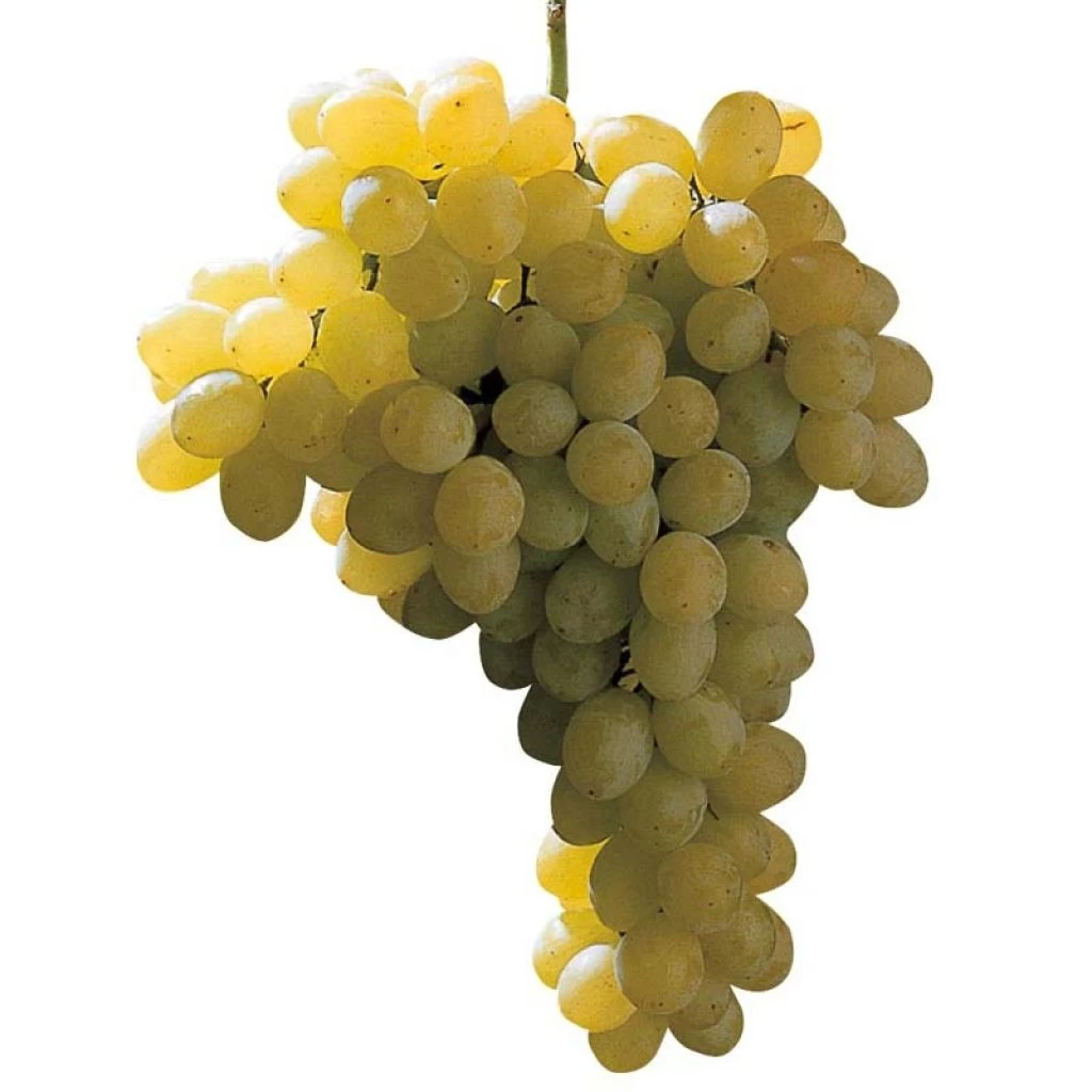 Vigne Sans Pépin Sultanica Bianca - Sultanine 1 Vigne Sans Pépin Sultanica Bianca - Sultanine