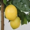 Citronnier - Citrus Limon Lemox