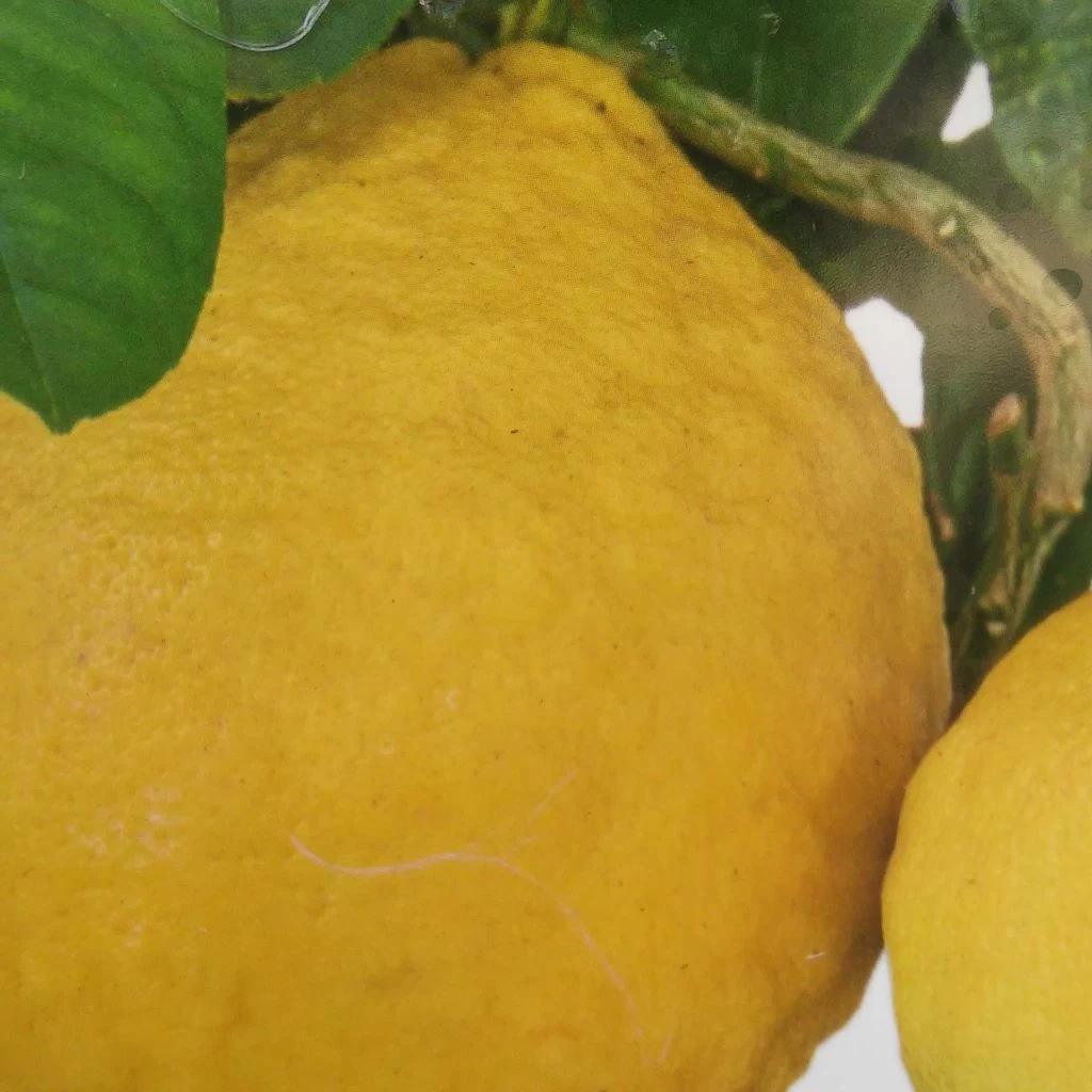 Citrus Lipo - Citrus Limon X Citrus Paradisi 1 Citrus Lipo - Citrus Limon X Citrus Paradisi