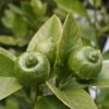 Citron Vert - Citrus Aurantifolia Mexicana