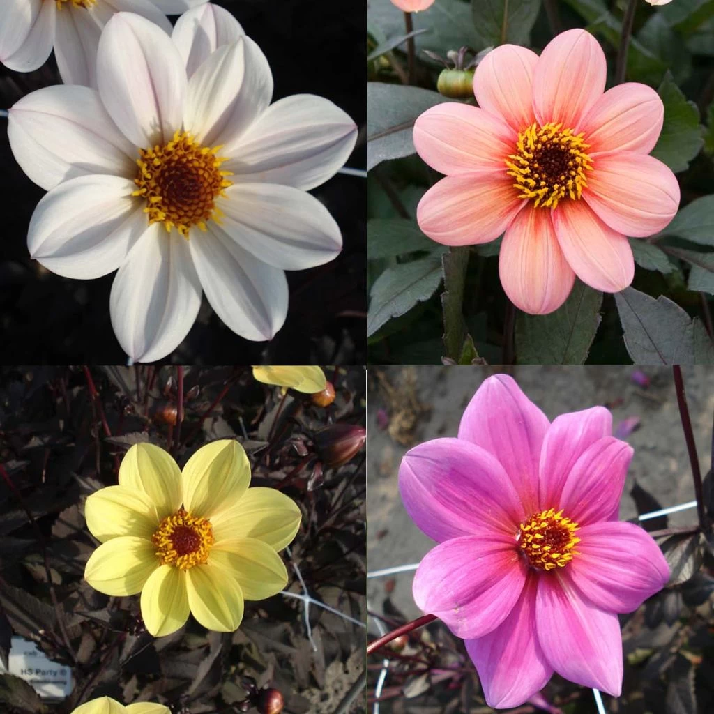 Collection Dahlias Happy Single 1 Collection Dahlias Happy Single